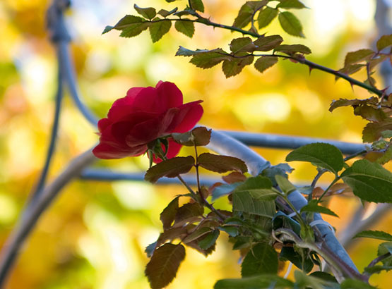 Bei schönem Wetter können Sie unsere Spezialitäten im Rosengarten genießen