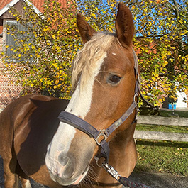 Fleur ist ein Therapiepferd vom Hof Lohmann